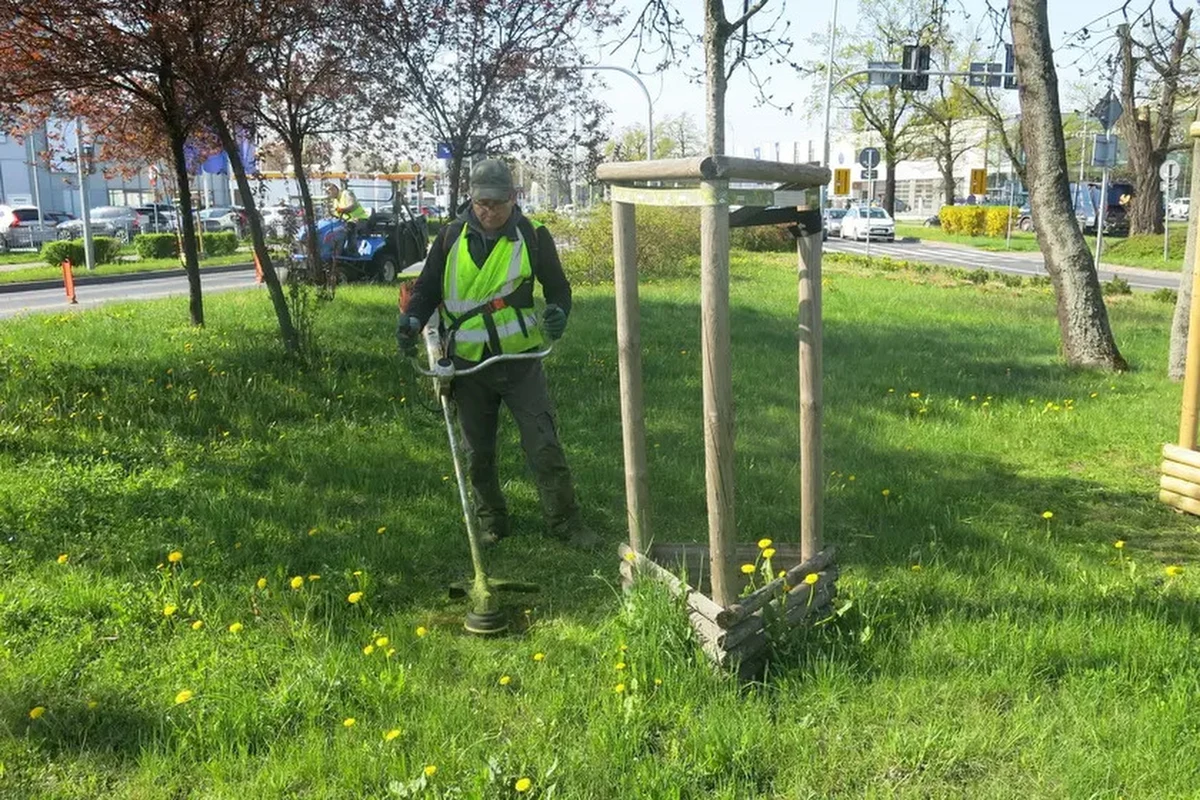 Zmiany klimatyczne wymusiły zmianę rytmu i częstotliwości koszenia trawników we Wrocławiu. Wyższa trawa to korzyści dla środowiska oraz lepsza adaptacja miejskiej przestrzeni do zmian klimatu – przekonuje wrocławski magistrat.
