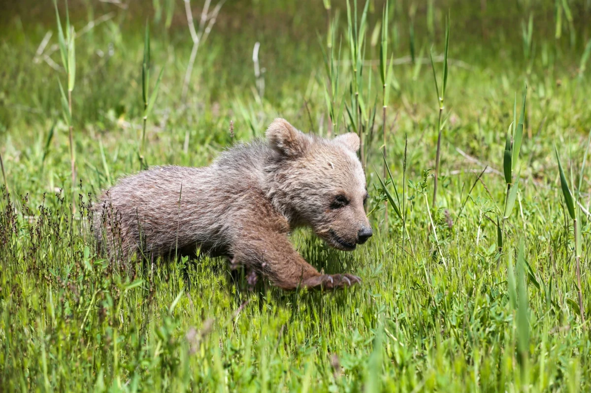 Wiele wskazuje na to, że mały niedźwiadek, który kilka dni temu wędrował samotnie w rejonie nartostrady z Kotła Goryczkowego do Kuźnic i żałośnie nawoływał, dołączył do swojej matki. Na razie nie będziemy jednak otwierać szlaków turystycznych w tym rejonie - mówi zastępca dyrektora Tatrzańskiego Parku Narodowego Filip Zięba.