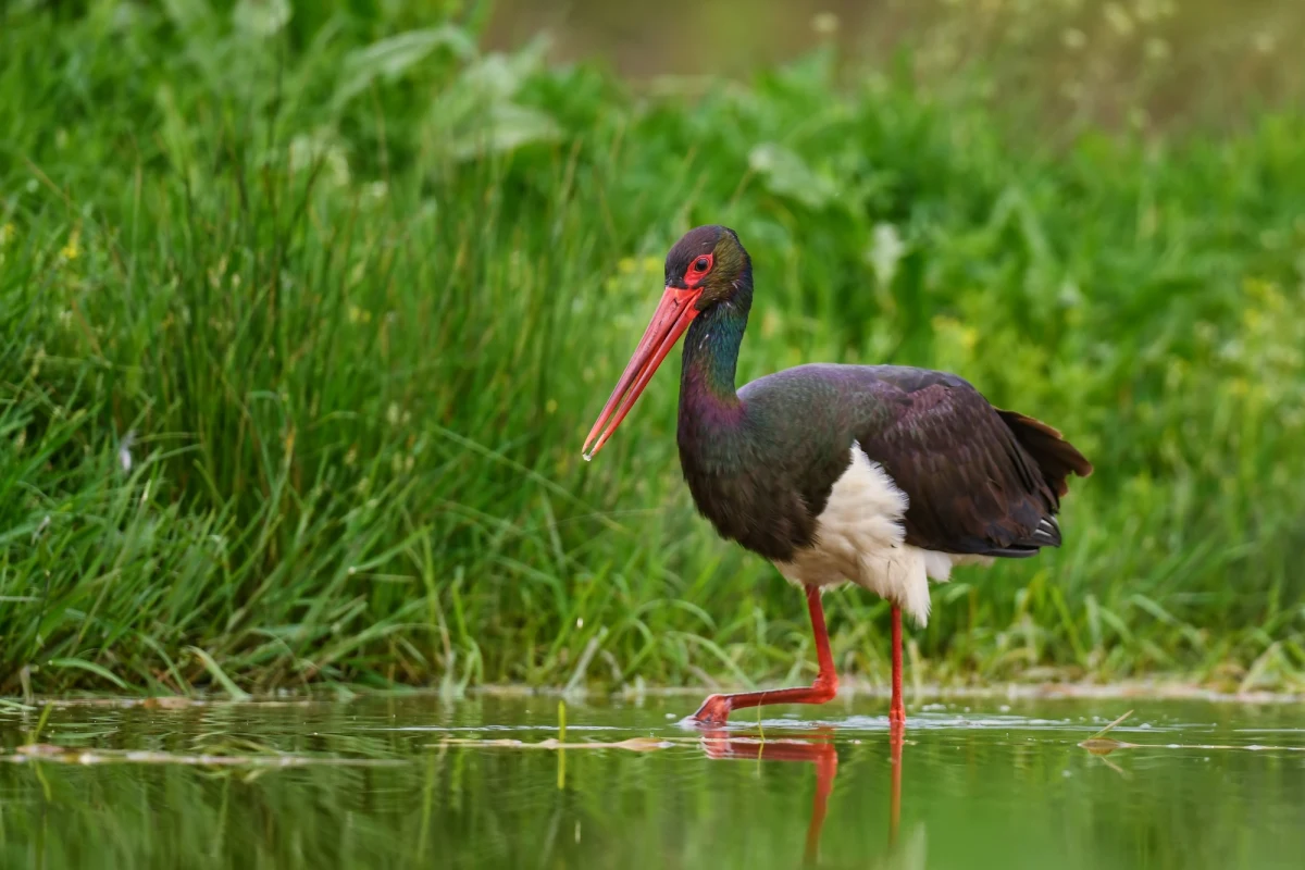 Podczas wichur, jakie w lutym przeszły przez Wielkopolskę, stary dąb w Nadleśnictwie Sieraków z gniazdem bocianów czarnych przewrócił się. Nowe, sztuczne gniazdo udało się zbudować nieopodal - i zostało "zaakceptowane" przez Notka, samca bociana czarnego. Teraz do gniazda "wprowadziła" się samica.