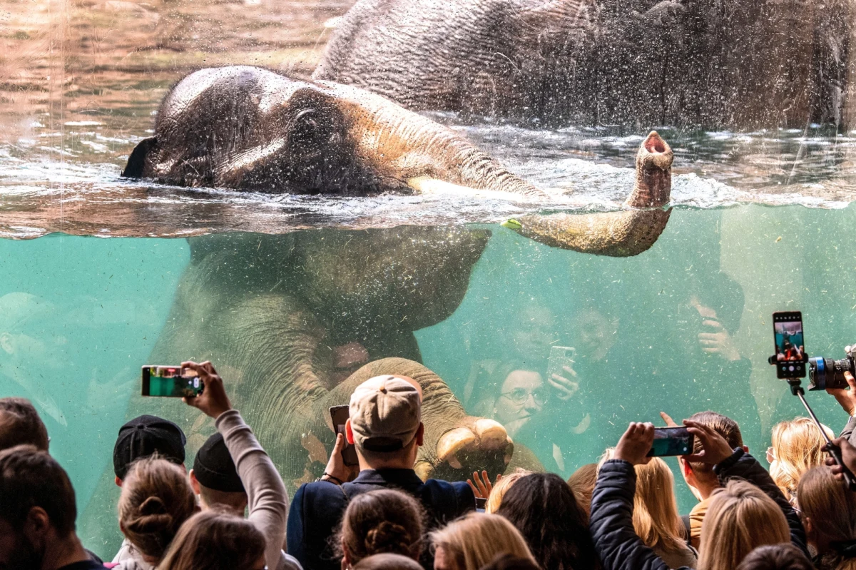 Niedziela była kolejnym dniem, kiedy otwarte w piątek Orientarium w łódzkim ZOO przyciągnęło tłumy. Na wejście do kompleksu czekało się nawet 5 godzin. 