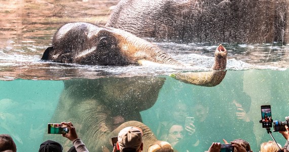 Niedziela była kolejnym dniem, kiedy otwarte w piątek Orientarium w łódzkim ZOO przyciągnęło tłumy. Na wejście do kompleksu czekało się nawet 5 godzin. 