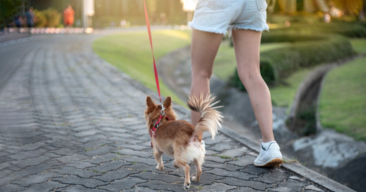 Trener personalny zwrócił na to uwagę. Chodzi o psy w naszym życiu