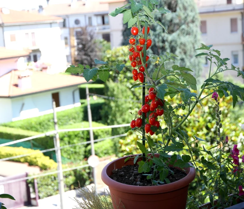 Posadź i jedz prosto z krzaczka. Te warzywa kochają słoneczny balkon