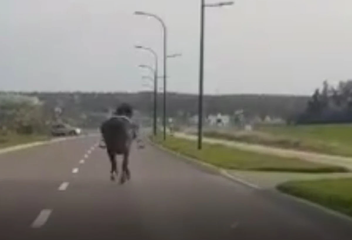 Policjanci złapali i przekazali właścicielowi konia, który spłoszył się, zrzucił jeźdźca i przez około 40 minut biegał ulicami Świdnika - poinformowała policja.