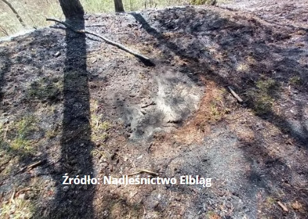 Leśnicy z nadleśnictwa Elbląg informują o pożarach, jakie w ostatnich dniach gaszą strażacy na Mierzei Wiślanej. Do pojawienia się ognia przyczyniają się osoby, które palą w lesie ogniska. 
