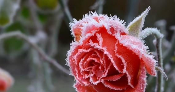 Instytut Meteorologii i Gospodarki Wodnej - Państwowy Instytut Badawczy wydał ostrzeżenie pierwszego stopnia o przymrozkach, które spodziewane są w nocy z wtorku na środę na północy regionu. Alert dotyczy powiatu pilskiego i złotowskiego.