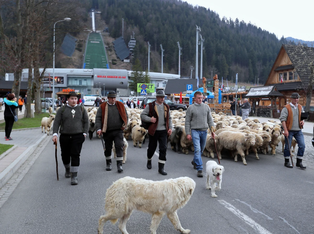 W Zakopanem trwa redyk, czyli uroczyste wyjście pasterzy z owcami na wypas. Oficjalna inauguracja sezonu pasterskiego odbyła się w ostatnią niedzielę kwietnia w sanktuarium Matki Boskiej w Ludźmierzu.