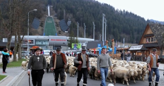 W Zakopanem trwa redyk, czyli uroczyste wyjście pasterzy z owcami na wypas. Oficjalna inauguracja sezonu pasterskiego odbyła się w ostatnią niedzielę kwietnia w sanktuarium Matki Boskiej w Ludźmierzu.