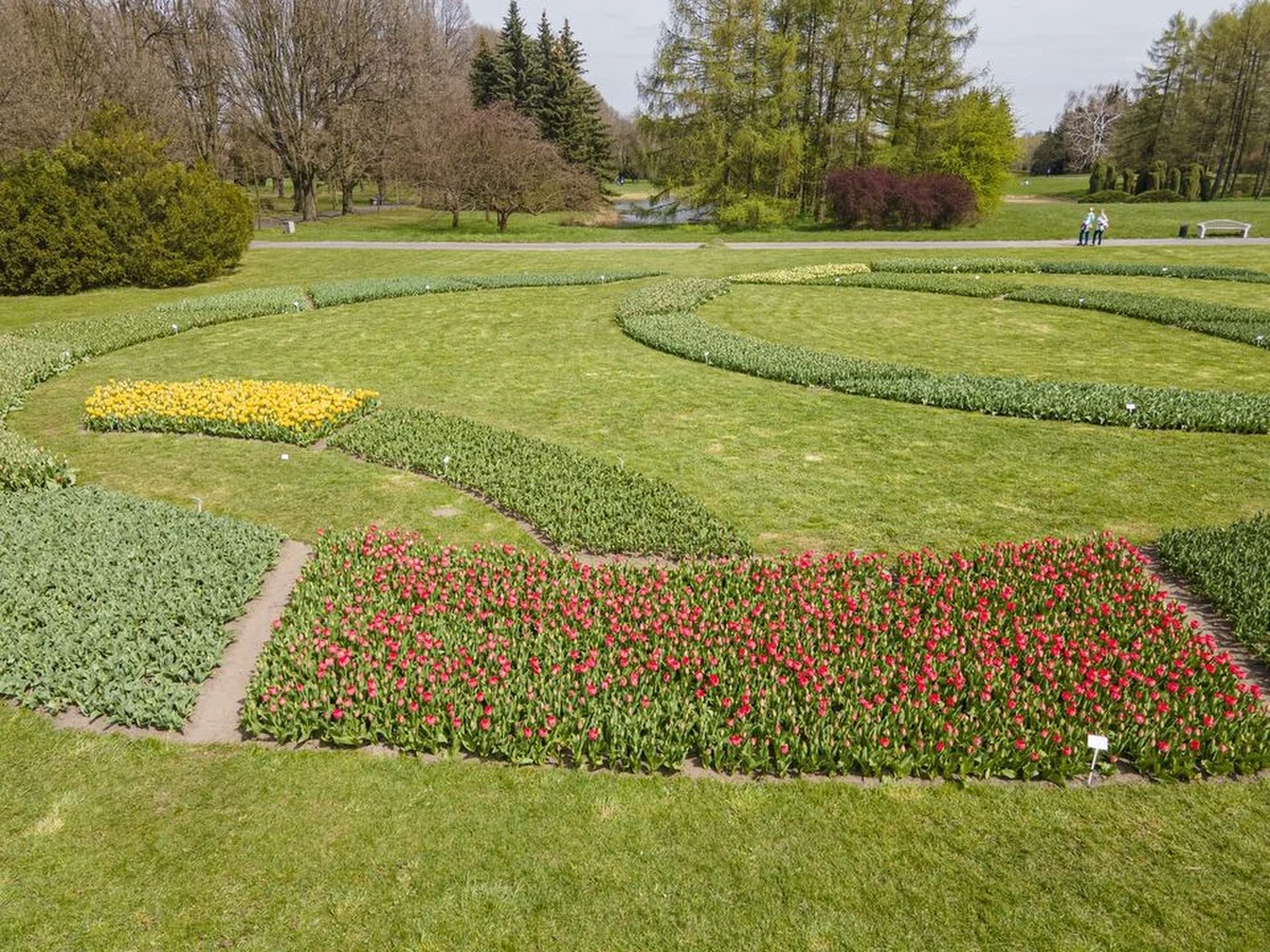 W łódzkim Ogrodzie Botanicznym podziwiać można niezwykłą kolekcję prawie 60 tysięcy tulipanów w 39 odmianach. Tulipanowy dywan znajduje się na końcu alei lipowej, nieopodal labiryntu. 