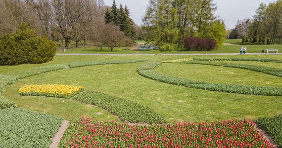 W łódzkim Ogrodzie Botanicznym podziwiać można niezwykłą kolekcję prawie 60 tysięcy tulipanów w 39 odmianach. Tulipanowy dywan znajduje się na końcu alei lipowej, nieopodal labiryntu. 