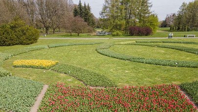 Tulipanowy dywan w łódzkim Ogrodzie Botanicznym 