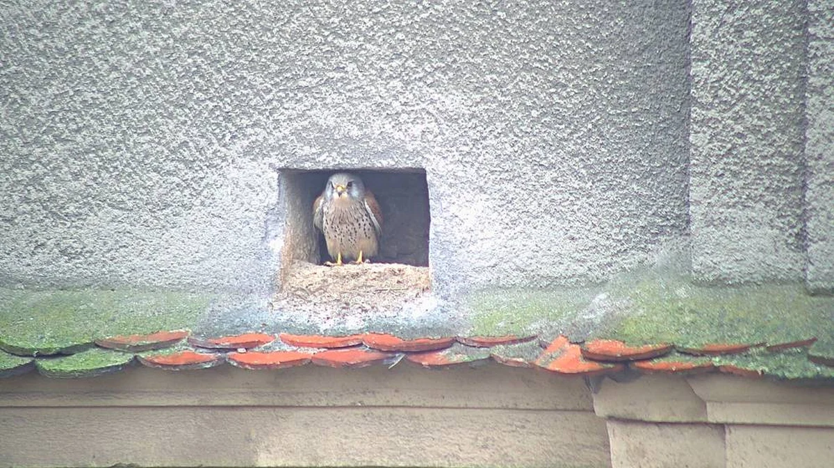 Pustułki wróciły do swojej wnęki w budynku Urzędu Miasta w Szczecinie. W ich gnieździe są już nawet dwa jaja. Dzięki specjalnym kamerom, losy sokołów ze szczecińskiego magistratu można śledzić w Internecie.