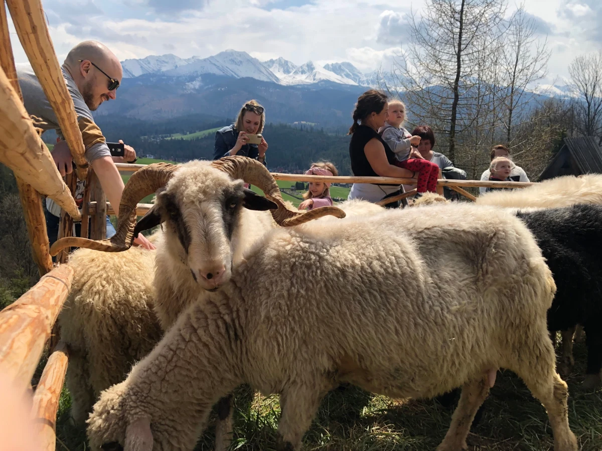 Kierdel owiec, bacowie, świeże oscypki i żyntyca. W niemal stuletniej kapliczce na Tarasówce odbyło się tradycyjne święto bacowskie. Owce nie tylko zostały poświęcone, ale także okadzone, a bacowie nie kryli swej radości z powodu rozpoczęcia kolejnego sezonu wypasowego.
