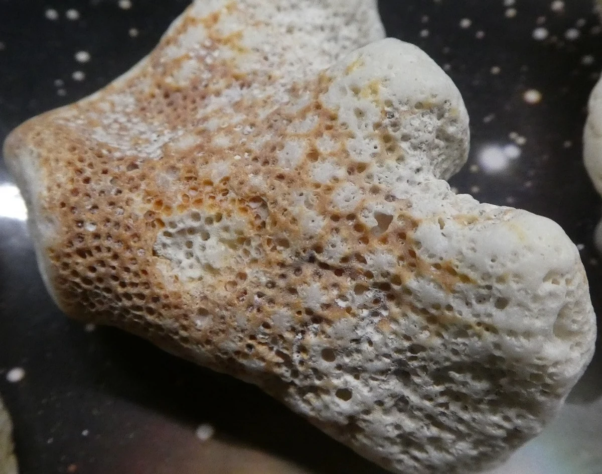 28 skamieniałych koralowców i 6 muszli skorupiaków znaleźli funkcjonariusze Oddziału Celnego Pocztowego w Lublinie w paczce ze Stanów Zjednoczonych. Przesyłka miała trafić do Chełma.