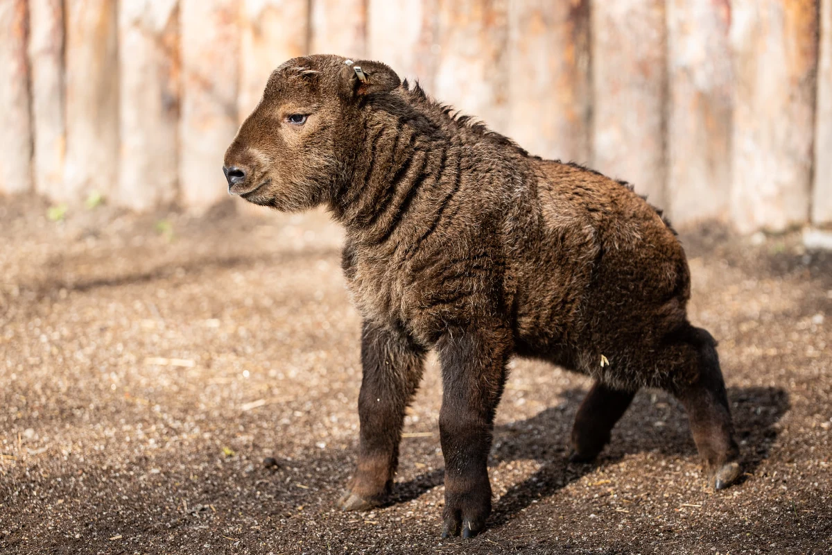 We wrocławskim ZOO na świat przyszła samiczka takina złotego. To jeden z najrzadszych gatunków zwierząt w ogrodach zoologicznych. Jego hodowlę prowadzi zaledwie 13 z nich na całym świecie. Takiny to bardzo ciekawe zwierzęta. Wyglądem przypominają krzyżówkę kozy, antylopy i niedźwiedzia. 