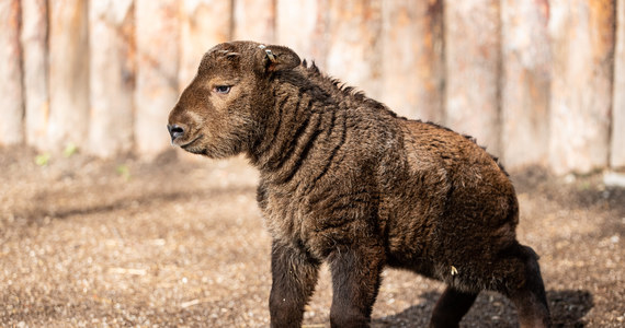 We wrocławskim ZOO na świat przyszła samiczka takina złotego. To jeden z najrzadszych gatunków zwierząt w ogrodach zoologicznych. Jego hodowlę prowadzi zaledwie 13 z nich na całym świecie. Takiny to bardzo ciekawe zwierzęta. Wyglądem przypominają krzyżówkę kozy, antylopy i niedźwiedzia. 