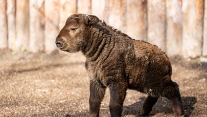 To jeden z najrzadszych gatunków w ZOO na świecie. We Wrocławiu urodził się takin złoty 