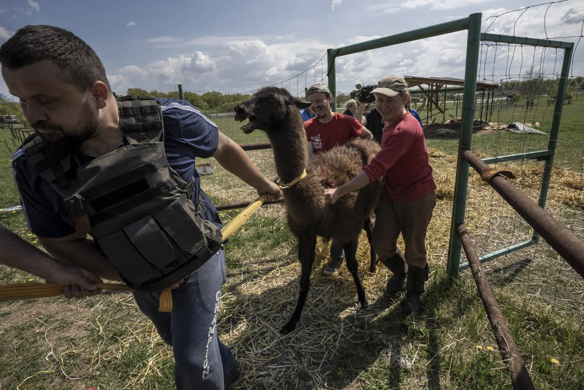 15-letni wolontariusz zginął, a dwóch pracowników zostało ciężko rannych podczas ewakuacji zwierząt z ostrzeliwanego przez wojska rosyjskie ekoparku w Charkowie na północnym wschodzie Ukrainy. Taką informację przekazał założyciel parku Ołeksandr Feldman na Facebooku.