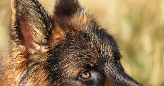 Weterynarz z gminy Zagnańsk w województwie świętokrzyskim miał pomylić adres, wejść na jedną z posesji i uśpić zdrowego psa. Kielecka policja potwierdza, że otrzymała takie zgłoszenie. Trwa wyjaśnianie sprawy.