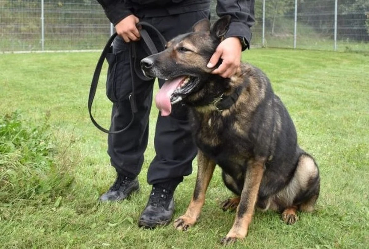 Psi nos umożliwił zatrzymanie 30-letniego mężczyzny, który pobił i ranił nożem 49-latka. Zwierzę podjęło trop i doprowadziło policjantów pod drzwi klatki schodowej bloku, w którym znajdował się agresor.