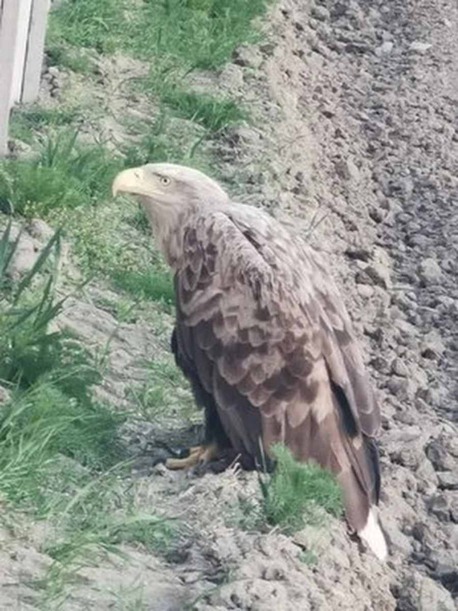 Policjanci z Żuromina pomogli w schwytaniu orła bielika, który znalazł się na drodze powiatowej. Ptak próbował poderwać się do lotu, ale każda próba kończyła się niepowodzeniem - miał ranne skrzydło.


