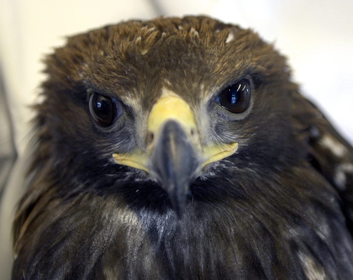 ​W Karpatach orły przednie, należące do najrzadziej występujących w Polsce gatunków ptaków szponiastych, kończą wysiadywanie jaj. "Do lęgów przystąpiło ok. 70 proc. par" - powiedział koordynator Komitetu Ochrony Orłów Regionu Podkarpackiego dr Marian Stój.