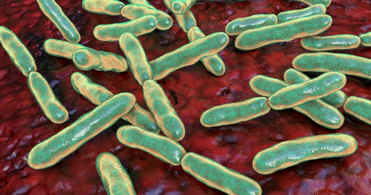 Superbakteria zjadająca mikroplastik. Nowe wyzwanie dla szpitali