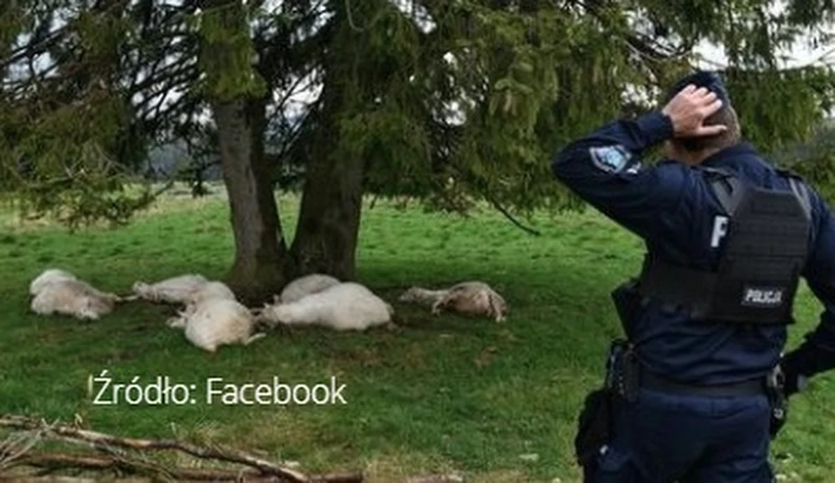 Intensywne burze przechodziły dziś nad Tatrami. U wylotu Doliny Chochołowskiej piorun zabił 11 owieczek - informuje Tygodnik Podhalański. 