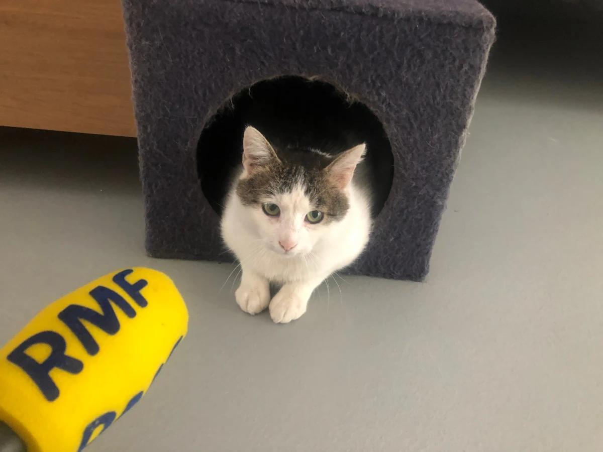 Psy i koty przebywające w schronisku dla bezdomnych zwierząt w Dyminach pod Kielcami czekają na adopcję. Według pracowników placówki problem w letnich miesiącach może być coraz większy.