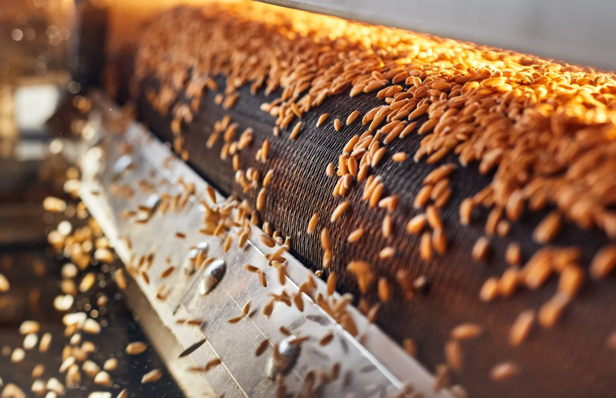 ​Rekordowe fale upałów w Indiach, przekraczające w niektórych miejscach 40 stopni Celsjusza, znacząco wpłyną na tamtejsze uprawy pszenicy. To kolejny cios w światowy rynek żywności. Po rozpoczęciu się rosyjskiej inwazji na Ukrainę liczono na to, że braki w globalnym eksporcie zboża wypełnią Indie.