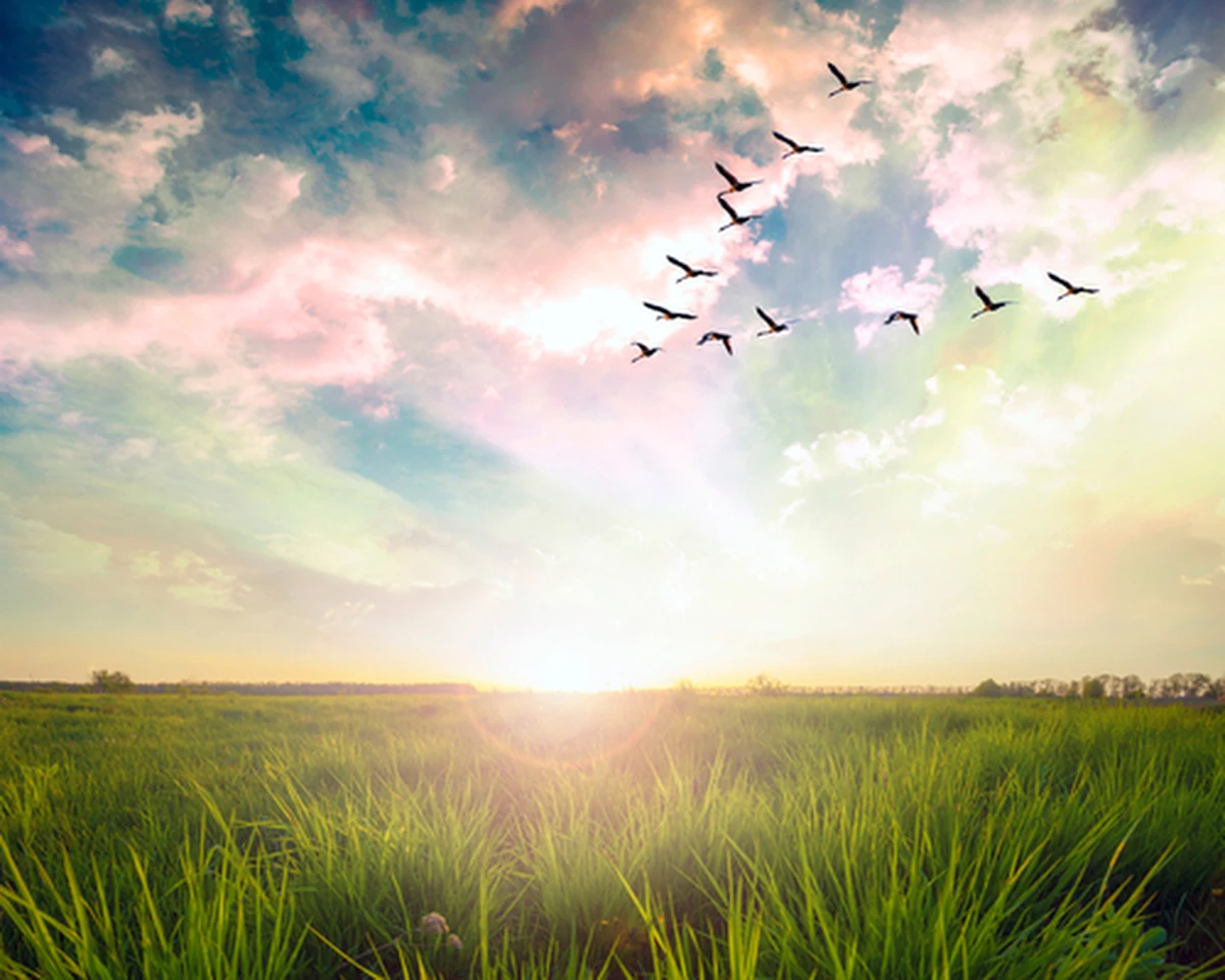 ​Na Podkarpacie wróciły już prawie wszystkie ptaki migrujące. "Wszędzie można słyszeć ich śpiew" - mówi ornitolog dr Marian Stój.