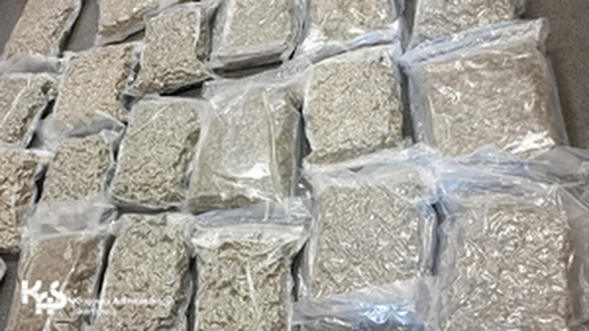 Prawie 30 kilogramów marihuany wartej około 1,7 miliona złotych znaleźli funkcjonariusze mazowieckiej Krajowej Administracji Skarbowej podczas rutynowej kontroli przesyłek, w których miała znajdować się pościel i poduszki. Policjanci zatrzymali 41-letniego radomianina, który był adresatem przesyłek.

