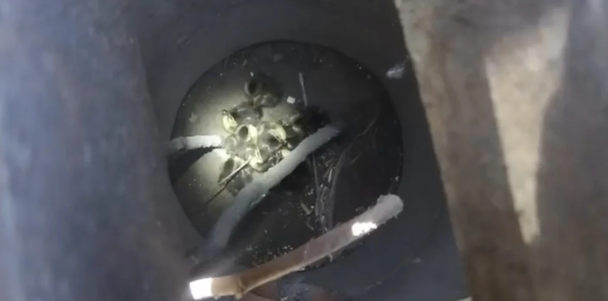 Studzienka kanalizacyjna stała się pułapką dla małych kaczątek ze Szczecinka. Na ratunek pospieszyli im strażnicy miejscy w asyście pracownika Przedsiębiorstwa Wodociągów i Kanalizacji.