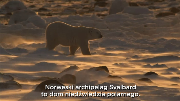 Norweski archipelag Svalbard to dom niedźwiedzia polarnego. Naukowcy przylatują tu, żeby przyglądać się kondycji zwierząt i warunkom, w jakich żyją. Lód jest kluczowy dla ich egzystencji. Ostatnie lata to wyższe temperatury wody i kurczenie się naturalnych zmarzlin. Odbija się to negatywnie m.in. na skuteczności polowania. Samice muszą być w dobrej kondycji, żeby wykarmić młode. Zwierzęta potrafią przebywać w gawrze bez pożywienia około czterech miesięcy. Najdalej położonym na południe obszarem występowania niedźwiedzia polarnego jest kanadyjska Zatoka Jamesa. Według naukowców to właśnie populacje z północnej Kanady jako pierwsze zaczną tracić na liczebności. Pomóc może zmniejszenie emisji CO2. 

