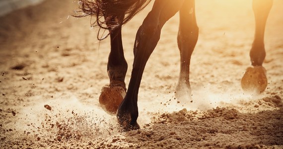 Do tragicznego wypadku doszło w stadninie koni w Poddębicach w województwie łódzkim. Na 10-letnią dziewczynką nadepnął koń, mimo reanimacji dziecko zmarło. Sprawą zajęła się miejscowa prokuratura.