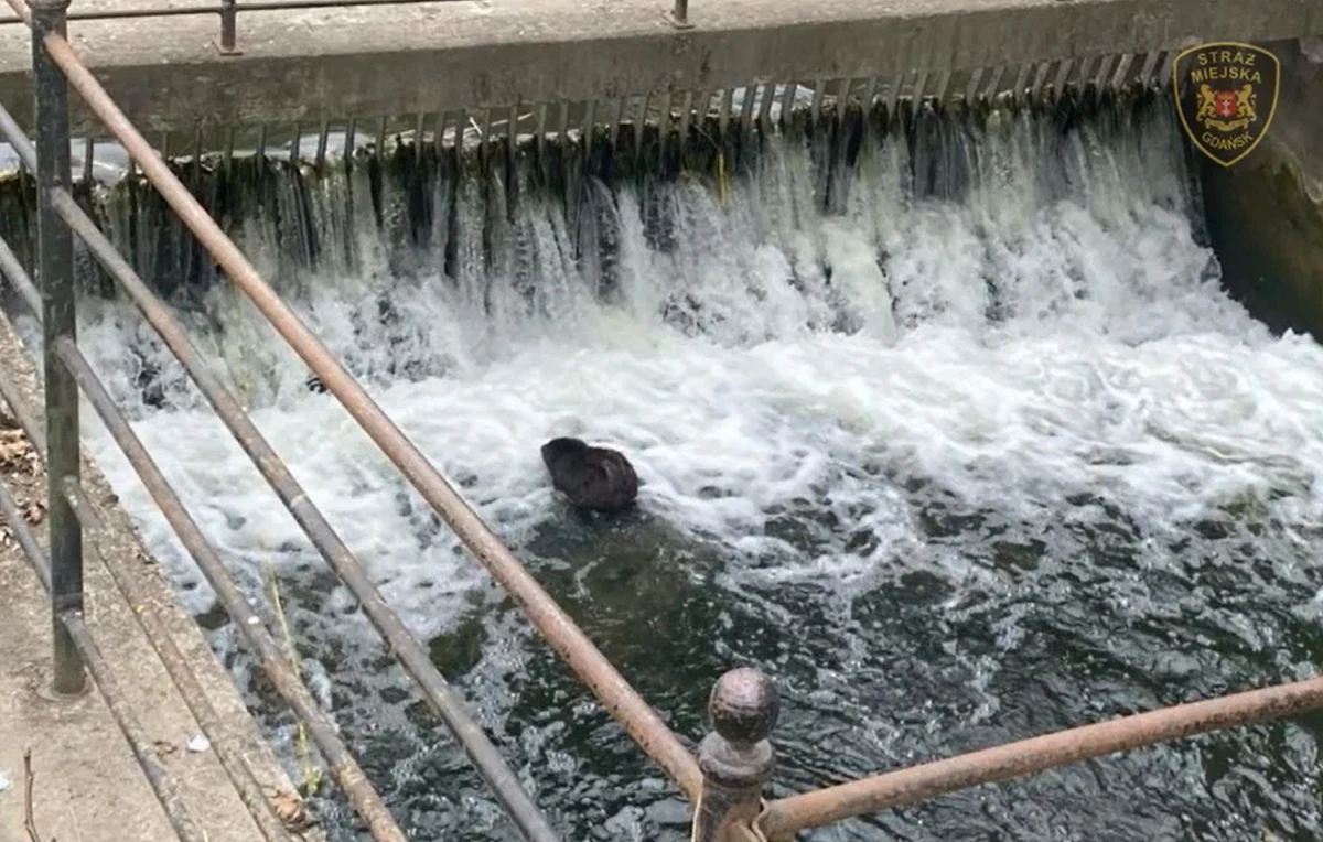 W Kanale Raduni w rejonie ul. Menonitów w Gdańsku utknął bóbr. Akcja wyławiania z wody gryzonia trwała kilkanaście minut.