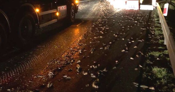 200 kilogramów odpadów rybnych wylało się w nocy na drodze S6 między Kołobrzegiem a Ustroniem Morskim. Trwają poszukiwania kierowcy, który zgubił śmierdzący ładunek i odjechał.