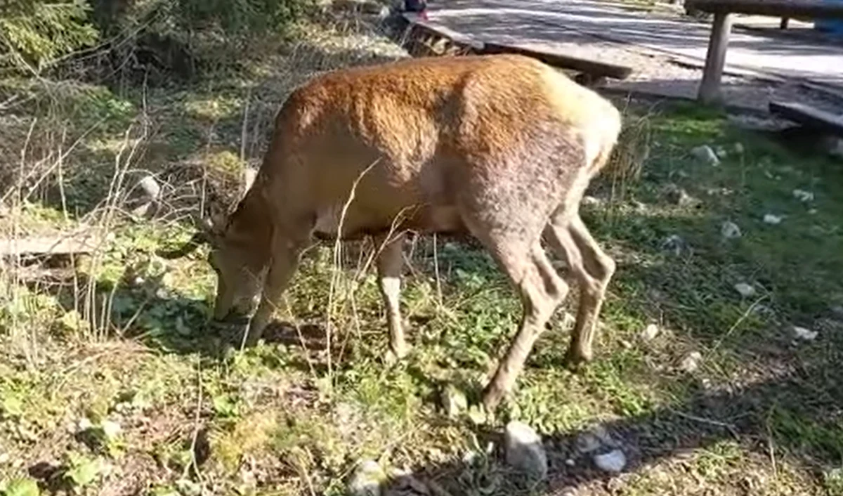 W Tatrzańskim Parku Narodowym zwierzęta pojawiają się przy szlakach. Leśnicy apelują: nie podchodźcie zbyt blisko i nie dokarmiajcie ich.


