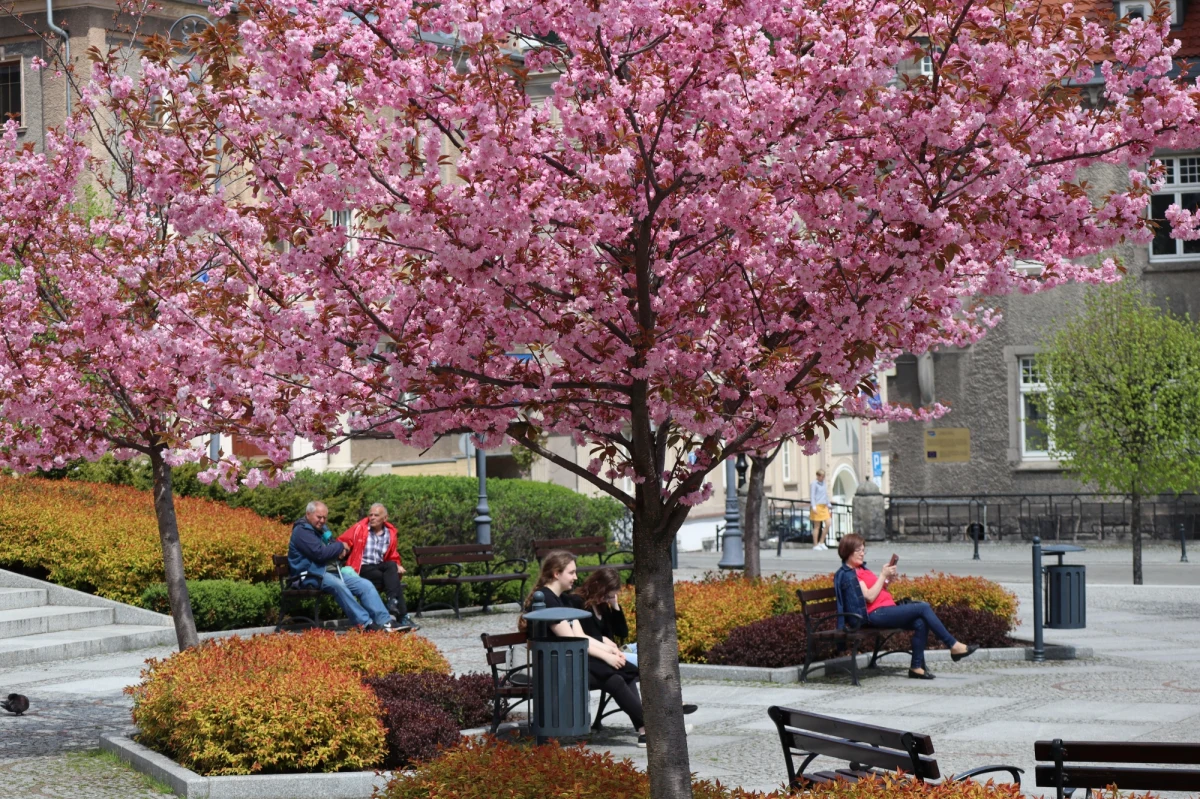Na Placu Magistrackim w Wałbrzychu uwagę mieszkańców i turystów przyciągają... kwitnące wiśnie japońskie. Drzewka posadzono kilka lat temu w ramach rewitalizacji placu. Dziś przyciągają uwagę przechodniów i zachwycają swym urokiem.