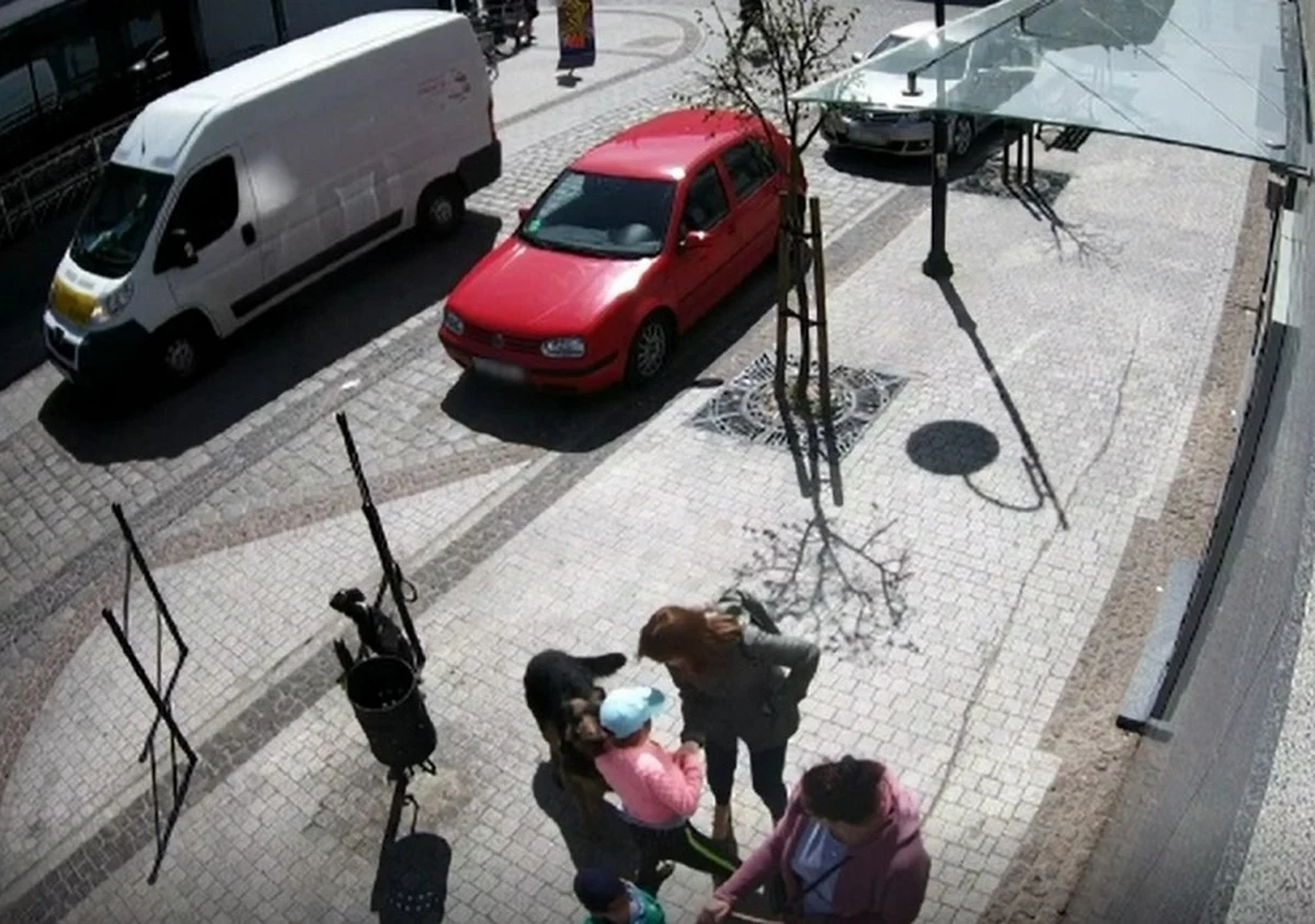 8-miesięczny pies pozostawiony bez opieki w centrum Lęborka (woj. pomorskie) rzucił się na troje przechodniów, w tym na 8-letnią dziewczynkę. Na wstrząsającym nagraniu z monitoringu widać ataki czworonoga. Policja przypomina: za zachowanie zwierzęcia zawsze odpowiada jego właściciel lub opiekun.