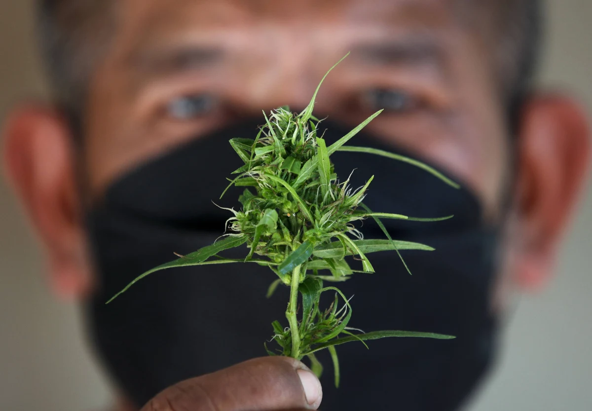 Rząd Tajlandii rozprowadzi wśród obywateli milion sadzonek konopi indyjskich. W ten sposób chce świętować wchodzące w życie w czerwcu prawo, które zezwala Tajlandczykom na hodowanie marihuany w domu.