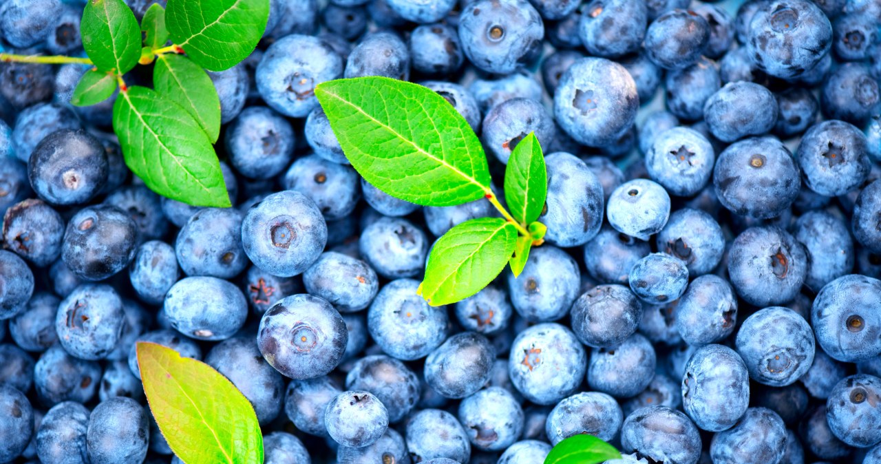 Sekret długowieczności może tkwić w szklance borówek. Przekonaj się sam