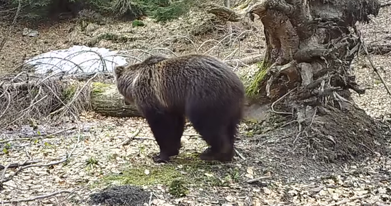 Wędrującego po lesie niedźwiedzia brunatnego zarejestrowała wideopułapka na Babiej Górze w Beskidach. Przyrodnik z Babiogórskiego Parku Narodowego Maciej Mażul powiedział, że - sądząc po jasnej łatce na łopatce zwierzęcia - może to być Puszek, który zadomowił się w tym rejonie. 