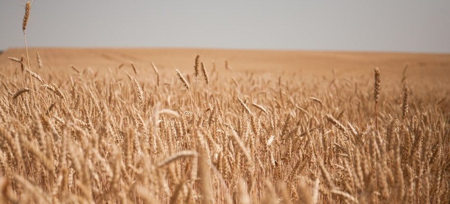 Przewozi skradzione Ukraińcom zboże. Nie wpuszczono go do portów