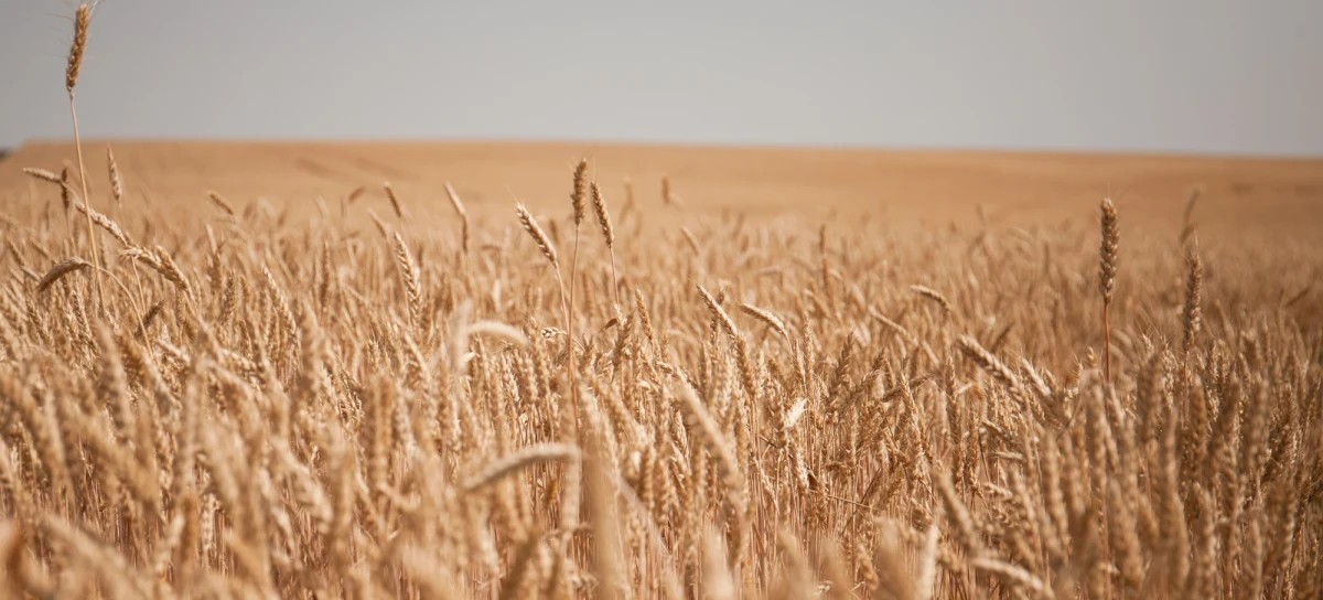 Rosyjski statek handlowy ze zbożem skradzionym Ukraińcom nie otrzymał zgody na wejście do portu w Aleksandrii i Bejrucie. Jednostka jest teraz w porcie w syryjskiej Latakii, gdzie zboże może zostać przeładowane na inny statek, a później sprzedane - podaje CNN, powołując się źródła w ukraińskich władzach.