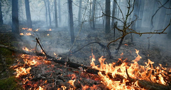Strażacy walczą z pożarem lasem w powiecie grójeckim. Ogień objął obszar o powierzchni ok. 100 hektarów. Jak przekazuje PSP, sytuacja jest już opanowana, trwa dogaszanie pogorzeliska. 