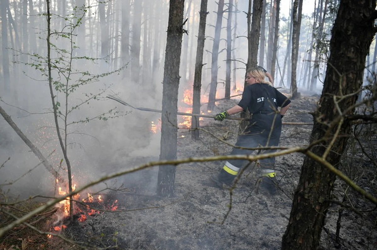 Do wieczora potrwa dogaszanie lasu po wielkim pożarze w powiecie grójeckim na Mazowszu. Spaliło się około 100 hektarów lasu. To był największy taki pożar w tym roku. Strażacy podejrzewają, że przyczyną pożaru było  najprawdopodobniej podpalenie.