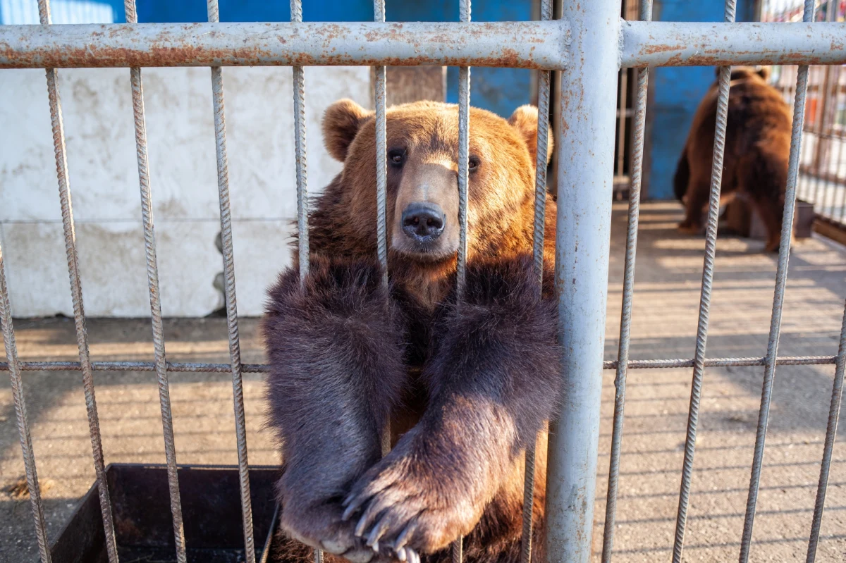 Uratowane niedźwiedzie z Ukrainy po raz pierwszy wyszły na wybieg Nowego Zoo w Poznaniu. Tishkę i Sandrę dotknęła nie tylko wojna, ale także dramatyczne warunki utrzymania. Niedźwiedzie całe życie spędziły w klatce - podaje portal poznan.naszemiasto.pl