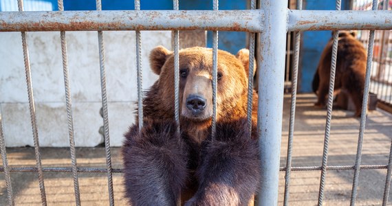 Uratowane niedźwiedzie z Ukrainy po raz pierwszy wyszły na wybieg Nowego Zoo w Poznaniu. Tishkę i Sandrę dotknęła nie tylko wojna, ale także dramatyczne warunki utrzymania. Niedźwiedzie całe życie spędziły w klatce - podaje portal poznan.naszemiasto.pl