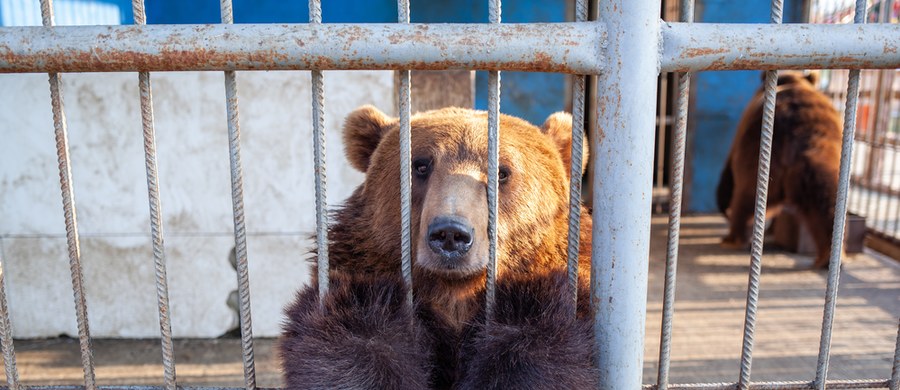 Uratowane niedźwiedzie z Ukrainy po raz pierwszy wyszły na wybieg Nowego Zoo w Poznaniu. Tishkę i Sandrę dotknęła nie tylko wojna, ale także dramatyczne warunki utrzymania. Niedźwiedzie całe życie spędziły w klatce - podaje portal poznan.naszemiasto.pl
